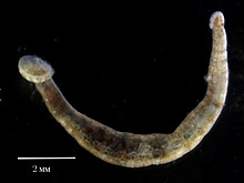 Папоротник спасет рыб от микробов и пиявок