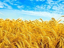 РФ увеличит площадь сева до рекордных 80,5 млн га