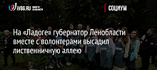 На «Ладоге» губернатор Ленобласти вместе с волонтерами высадил лиственничную аллею