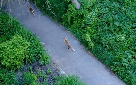 В Орле лиса гоняла собаку во дворе многоэтажки. Видео