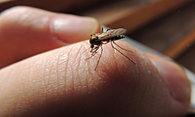 Как распознать аллергию на комаров