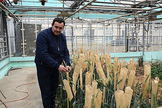 На Кубани ученые рассказали о перспективах "макаронной" пшеницы