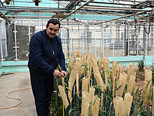 На Кубани ученые рассказали о перспективах "макаронной" пшеницы