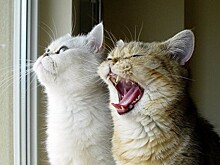 Коты-болтуны бурно обсудили поведение хозяйки