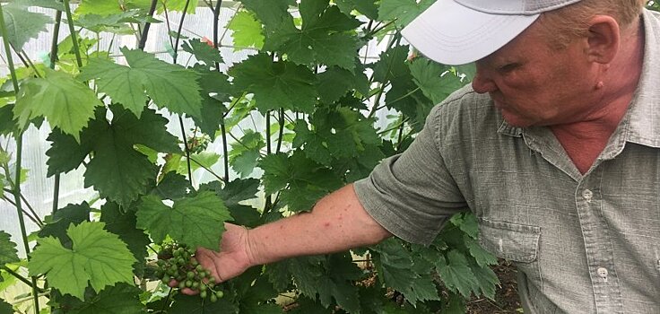 Тонна ягод ежегодно: как жителю Дебесского района удается выращивать виноград в Удмуртии