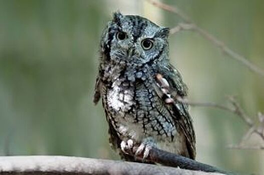 Звериный вопрос. Спасать или пройти мимо раненого дикого животного?