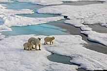 WWF запустит в России новый проект по сохранению белого медведя: Новости ➕1, 20.12.2021