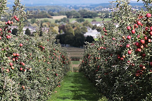 В Нижегородской области высадили первый яблоневый сад
