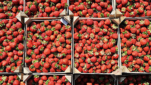 Подмосковная клубника появится на прилавках к концу июня из-за холодов