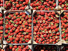 Подмосковная клубника появится на прилавках к концу июня из-за холодов