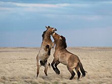 Выставка лучших фото дикой природы России по версии National Geographic пройдет в Нижнем Новгороде