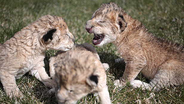 В крымском сафари-парке "Тайган" львов выпустили из вольеров