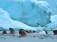 Британии посоветовали не спорить с РФ в Арктике
