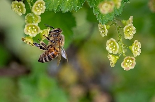 В Москве впервые отметили Всемирный день пчёл