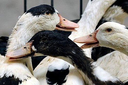 Вирусолог описал возможный сценарий пандемии птичьего гриппа