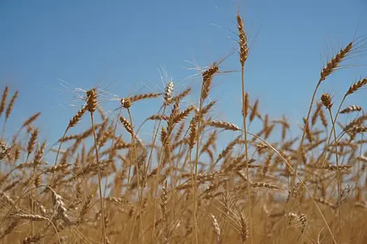 Аграрии Самарской области убрали уже 44% зерновых и зернобобовых культур
