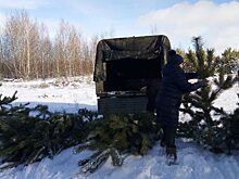 Минприроды: Для саратовцев заготовили 28 тысяч новогодних елок