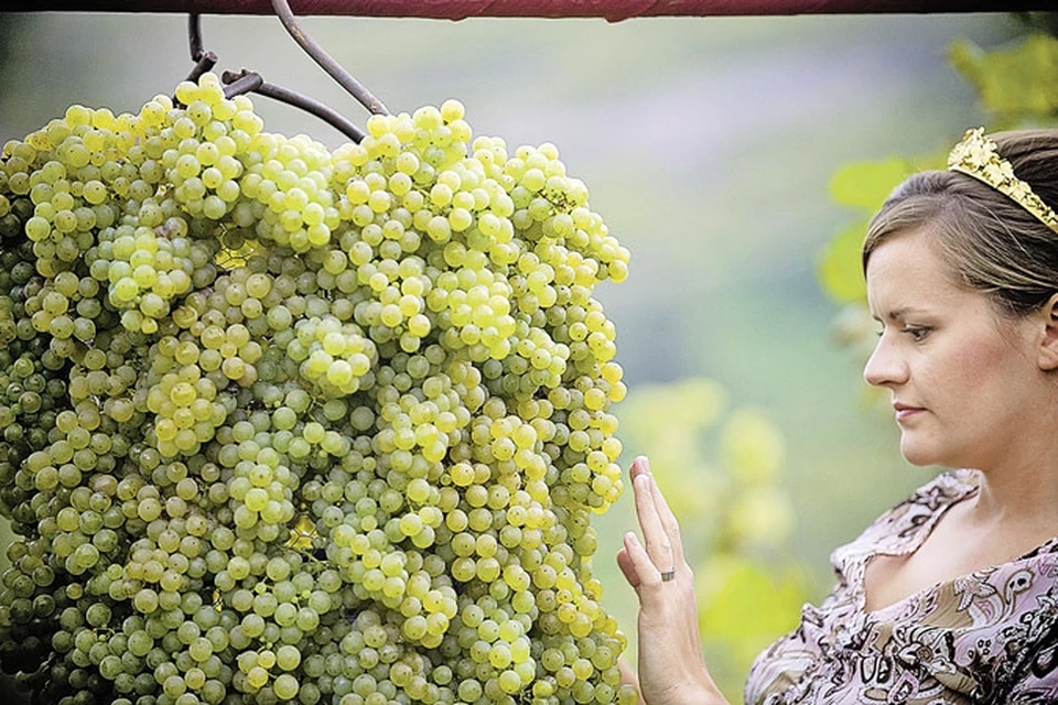 Погода может повлиять на урожай белых сортов винограда в Крыму