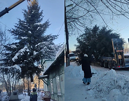 Жители Шимановска раскритиковали чиновников за срубленную у музея ель