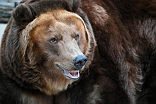 Медведи загнали россиянина с травмой ноги на дерево