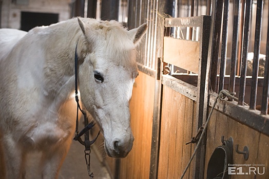 9 мая из центра Екатеринбурга будут выгонять лошадей, которые катают детишек