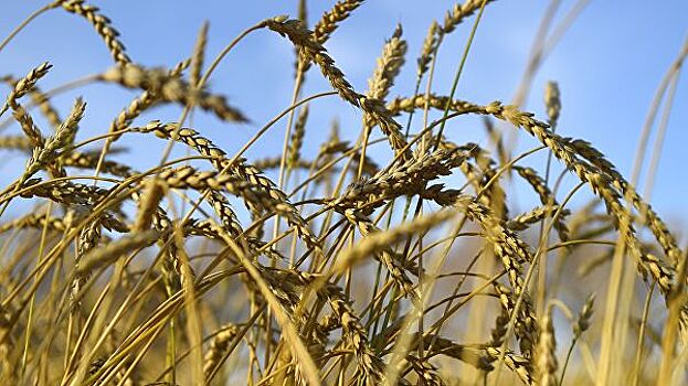 В России урожай пшеницы в 2018 году составил 70 миллионов тонн