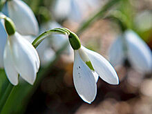 В центре Москвы расцвели подснежники