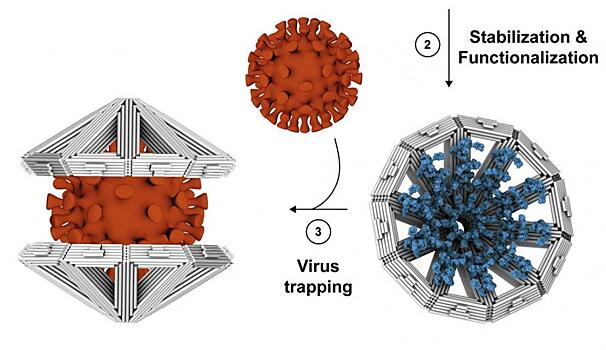 Ученые научились ловить коронавирус и другие вирусы в оригами-ловушки из ДНК
