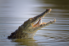 Крошки-крокодилы имитируют бластеры