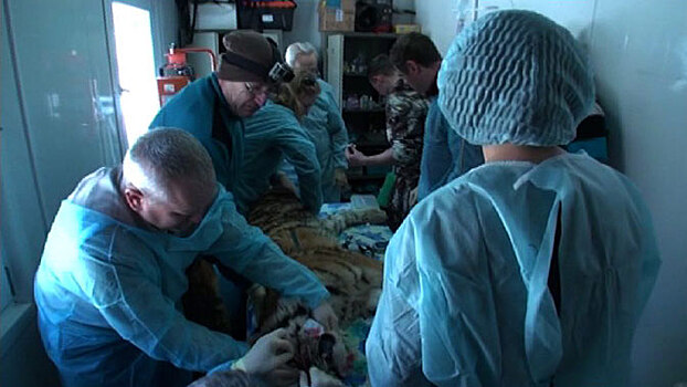 В Приморской тайге появилась мобильная ветеринарная клиника