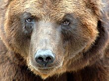 Мексиканский художник нарисовал в Москве граффити с медведем