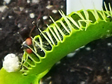 В саратовском центре краеведения вырастили хищные растения и кормят их мраморными тараканами