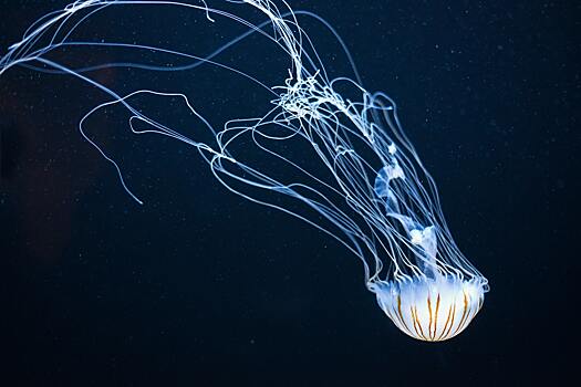 Сверхъядовитые медузы ужалили ребенка и взрослого в Австралии