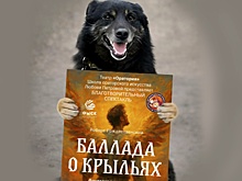 Бродячих животных на улицах Омска становится меньше