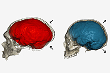 Раскрыты последствия скрещивания людей с неандертальцами