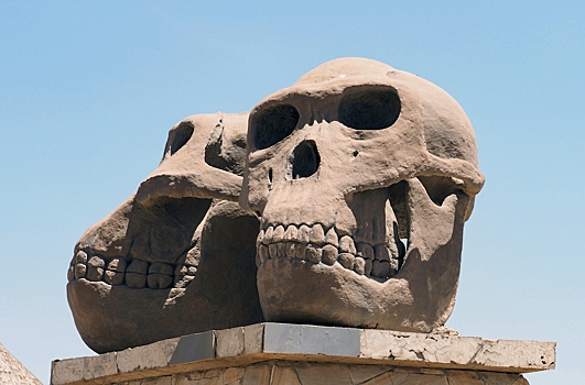 В Эфиопии впервые обнаружили останки древних парантропов