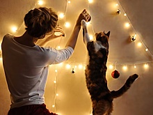 Ветеринар дал советы владельцам животных перед Новым годом