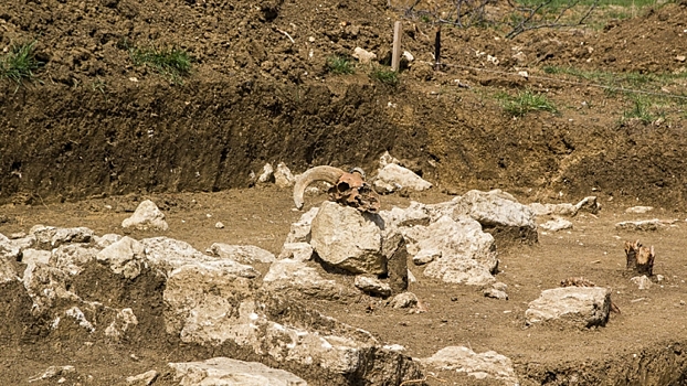 Российские палеонтологи нашли первые в России останки ихтиорниса