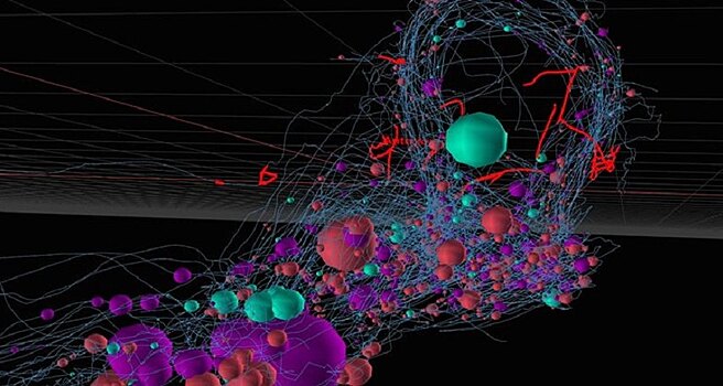 Создана первая в мире полная карта нервной системы живого существа