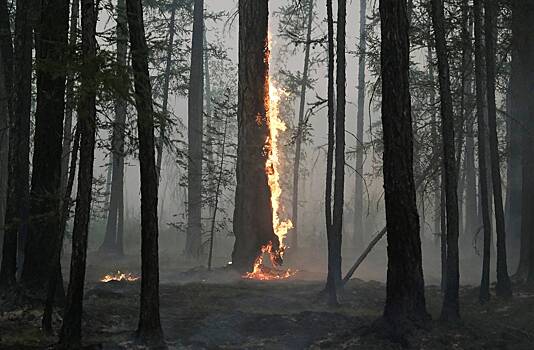 В России предрекли пожароопасное лето