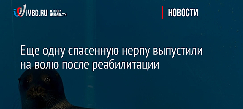 Еще одну спасенную нерпу выпустили на волю после реабилитации