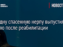 Еще одну спасенную нерпу выпустили на волю после реабилитации