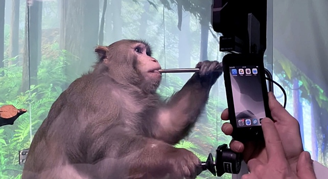 Началось расследование в отношении компании Маска Neuralink