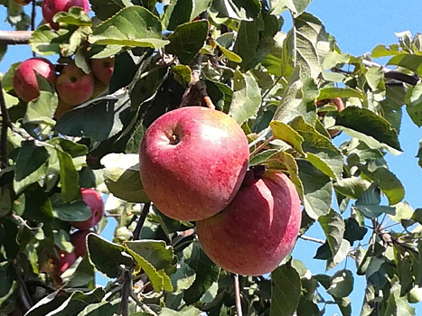 Богатый урожай яблок и груш закладывается осенью: эти мероприятия мы проводим обязательно!