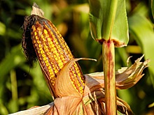 Американские фермеры поднялись на кукурузе. Что не так с Россией?