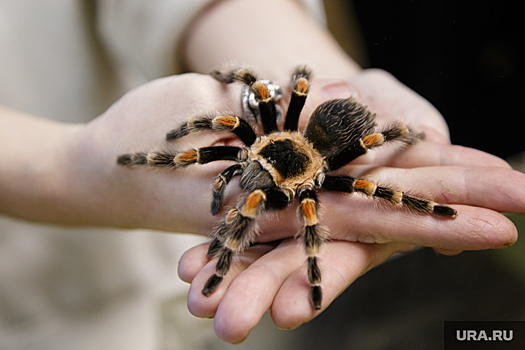 Жители Верхней Салды заявили о появлении паука «Черная вдова»