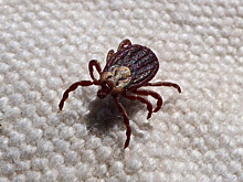 Россиянам напомнили об опасности клещей