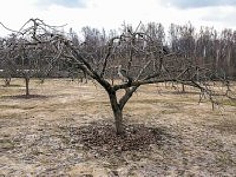 Как правильно обрезать деревья