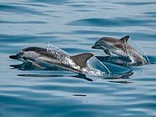 Владелец Севастопольского дельфинария объяснил, почему выбросил животных в море