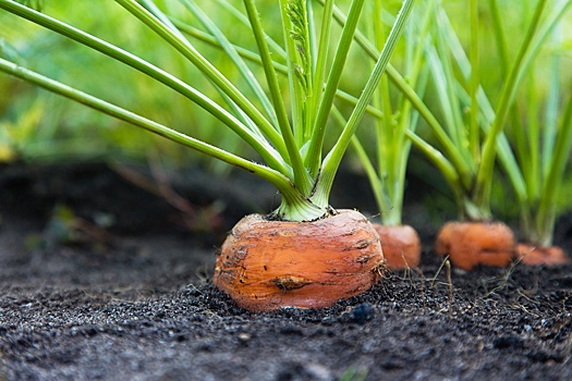 Посадка моркови в открытый грунт: что нужно знать